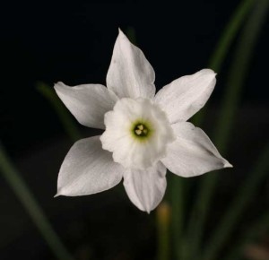 N. rupicola subsp. watieri, 13 W-W