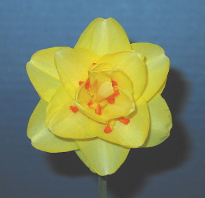 'Tahiti' Daffodil