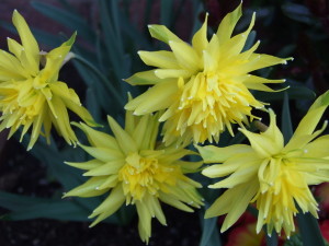 Double Daffodils