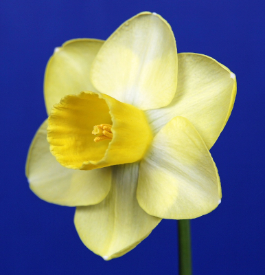 American Daffodil Society | The United States Center for Daffodil Information